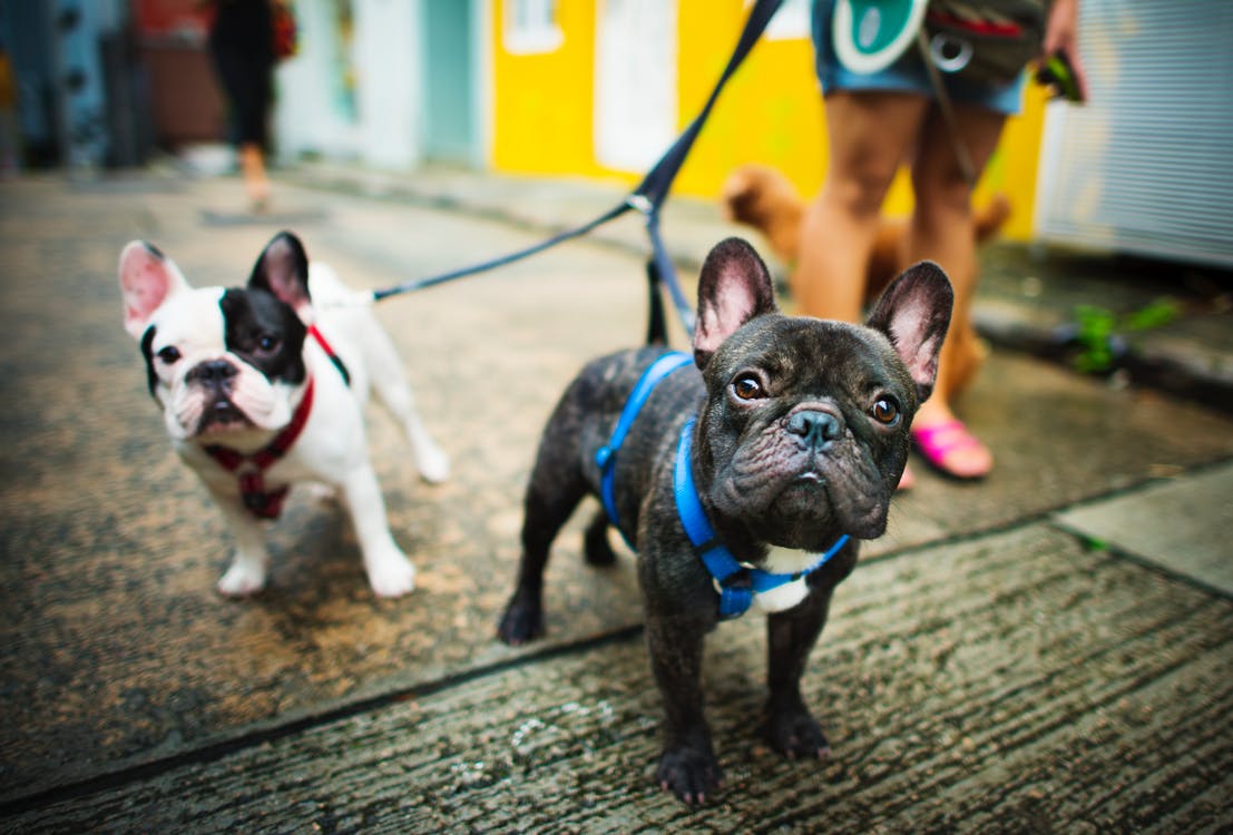 Ley de correas para perros de VA