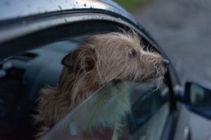 perro sobrecalentado en un auto