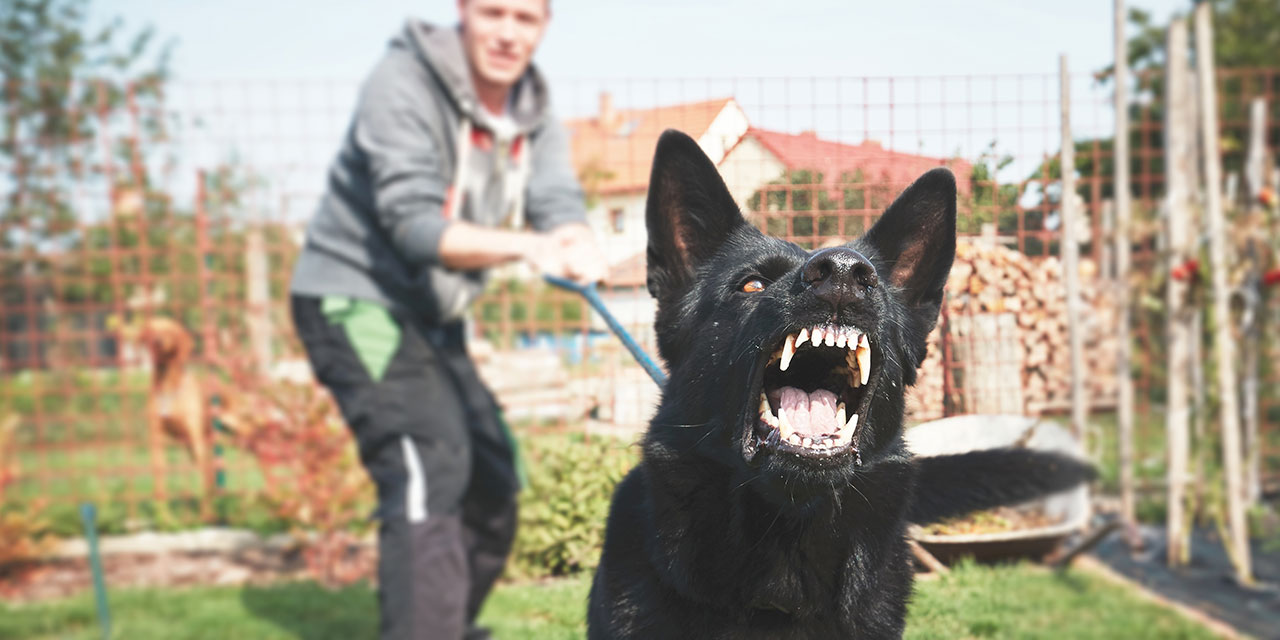 Man pulling back a dog showing its teeth