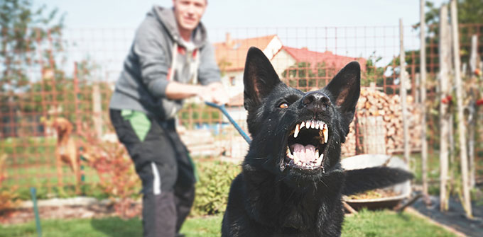 Consejos de seguridad para mordeduras de perro