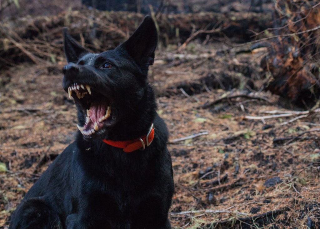 Black dog with red collar showing their teeth