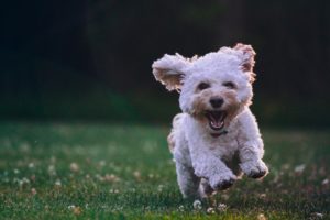 perros viciosos