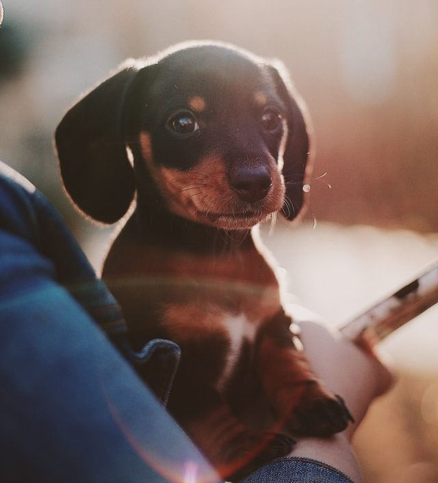 Can I Sue If My Pet Is Injured Or Killed Allen And Allen