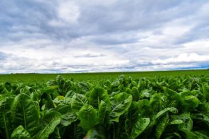 lettuce farm