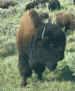 Bison