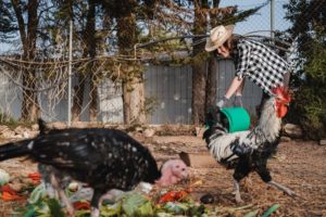 farmer woman feeding backyard chickens