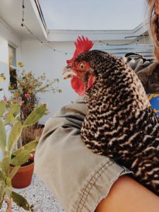 holding a chicken