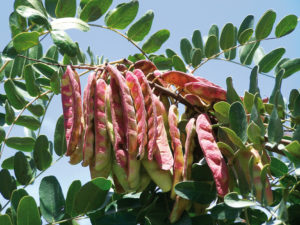 semillas de tara en un árbol de tara