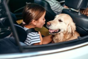 girl strapped in to a car with her golden retriever
