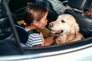 niña atada a un auto con su golden retriever