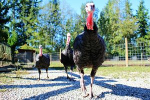 backyard turkey flock