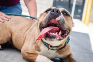 friendly pit bull