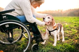 injured woman in a wheelchair petting a dog