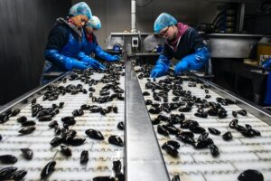 People inspecting mussels in a factory