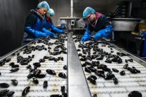 Personas inspeccionando mejillones en una fábrica.