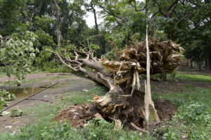 Daños a través del árbol