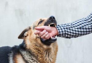 How Common are Dog Bites
