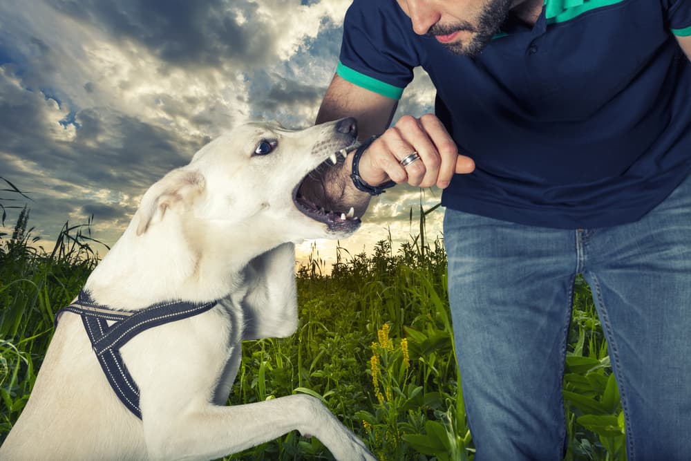 Richmond dog bite lawyers
