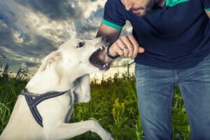 Mientras el sol se pone sobre el parque natural, un perro amenazador se prepara para hundir sus dientes en el brazo de un hombre, con el cielo y las nubes de colores.