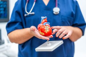 Man holding a model heart